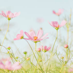 Grafika przedstawia łąkę różowych kwiatów na tle niebieskiego nieba