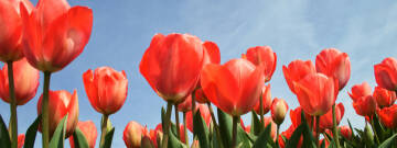 Grafika przedstawia czerwone tulipany na tle błękitnego nieba